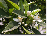 Neroli